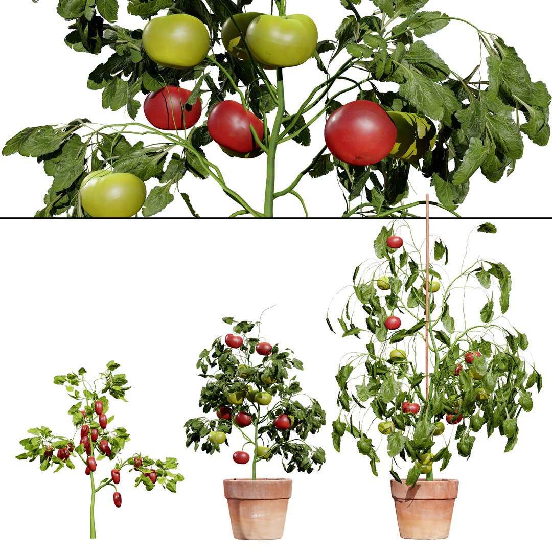Vegetable Plant 3D Collection model https://p.turbosquid.com/ts-thumb/Fb/Jqvh18/Kq/tomatoplant3dmodel2/jpg/1740608057/1920x1080/fit_q87/5e4fb490da6775705e138d449c4a8b1600b954e4/tomatoplant3dmodel2.jpg