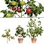 Vegetable Plant 3D Collection