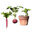Vegetable Plant 3D Collection