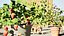 Vegetable Plant 3D Collection