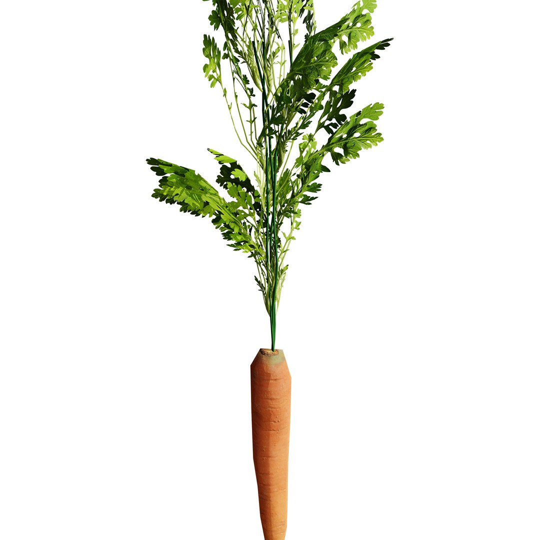 Vegetable Plant 3D Collection model https://p.turbosquid.com/ts-thumb/Fb/Jqvh18/SP/3dcarrotplant4/jpg/1740608040/1920x1080/fit_q87/68c96edee16bc81ee38457c56a7903c581382e43/3dcarrotplant4.jpg
