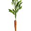 Vegetable Plant 3D Collection