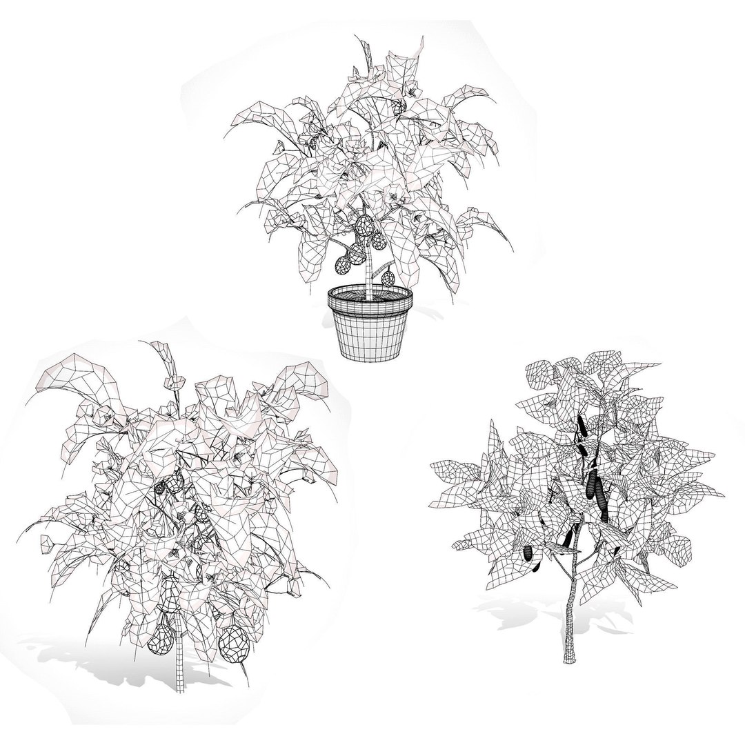 Vegetable Plant 3D Collection model https://p.turbosquid.com/ts-thumb/Fb/Jqvh18/Tb/eggplantplant3dmodel7/jpg/1740608175/1920x1080/fit_q87/331c8b7843bc00e58e4cae77605145ddabd03f55/eggplantplant3dmodel7.jpg