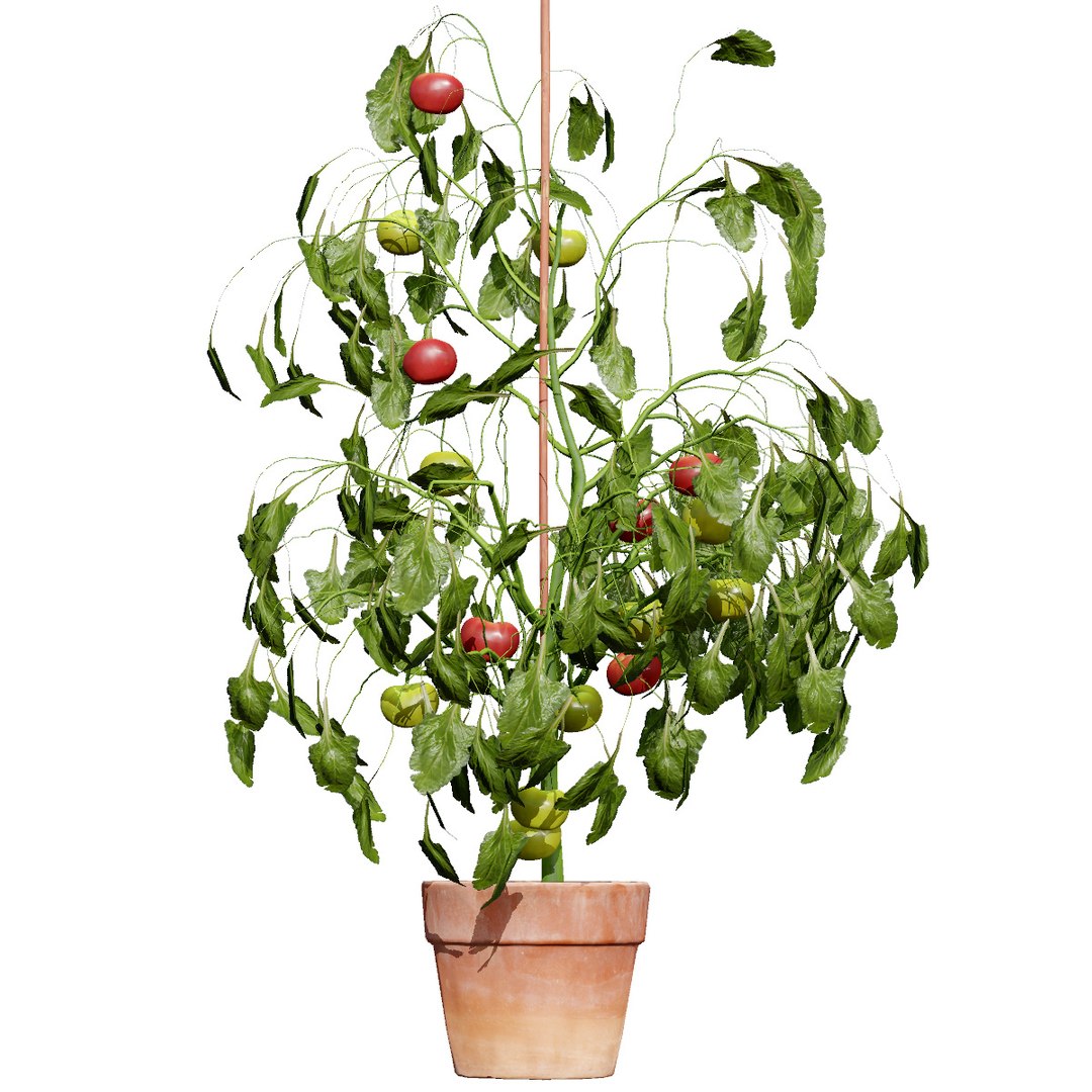 Vegetable Plant 3D Collection model https://p.turbosquid.com/ts-thumb/Fb/Jqvh18/Wk/tomatoplant3dmodel5/jpg/1740608057/1920x1080/fit_q87/0673e0b42caf639a2efa56424d58170eb29c6ffb/tomatoplant3dmodel5.jpg