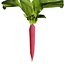 Vegetable Plant 3D Collection