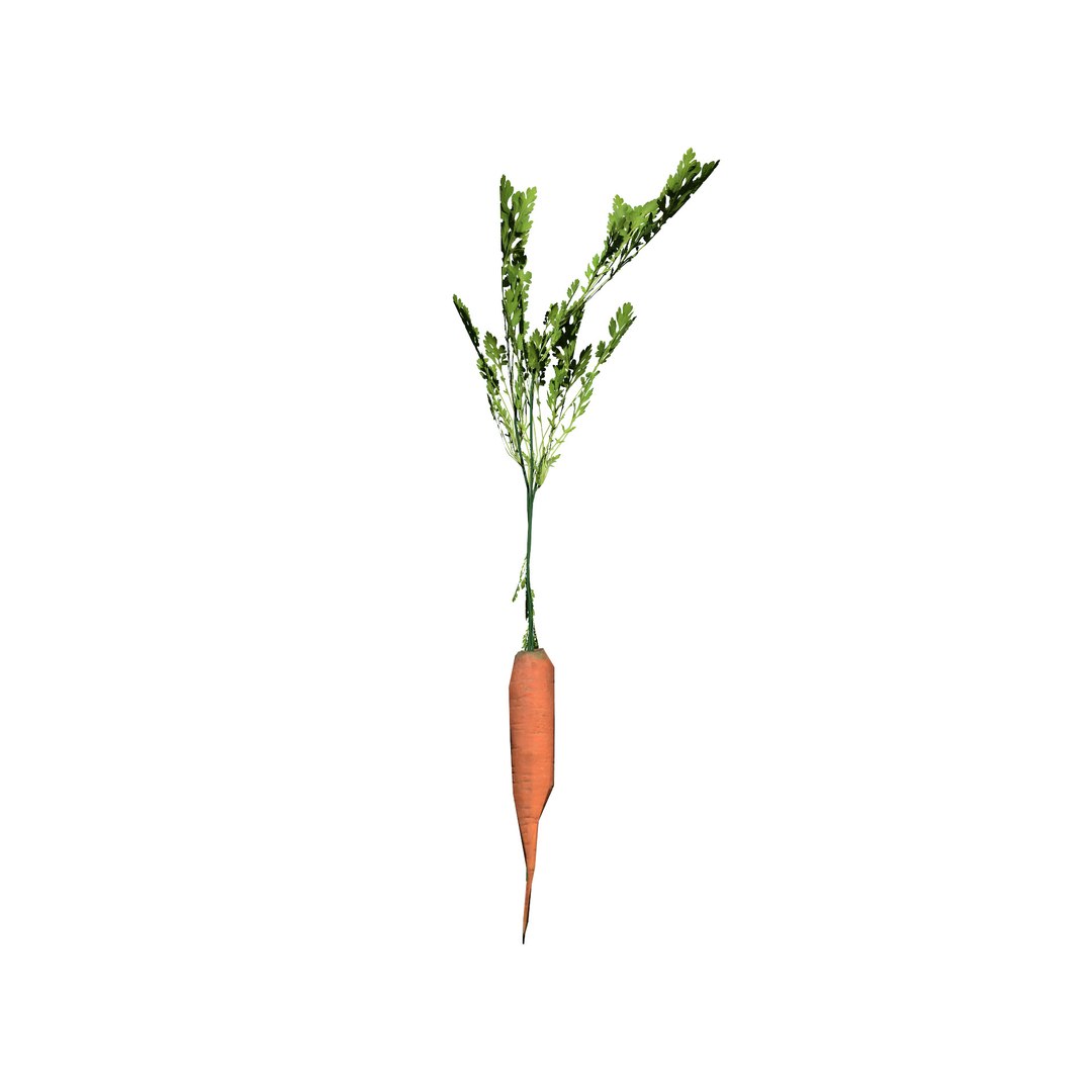 Vegetable Plant 3D Collection model https://p.turbosquid.com/ts-thumb/Fb/Jqvh18/Yw/3dcarrotplant3/jpg/1740608039/1920x1080/fit_q87/bef2e3d165379c948650e7e4fb79fb54a931f9aa/3dcarrotplant3.jpg