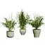Vegetable Plant 3D Collection