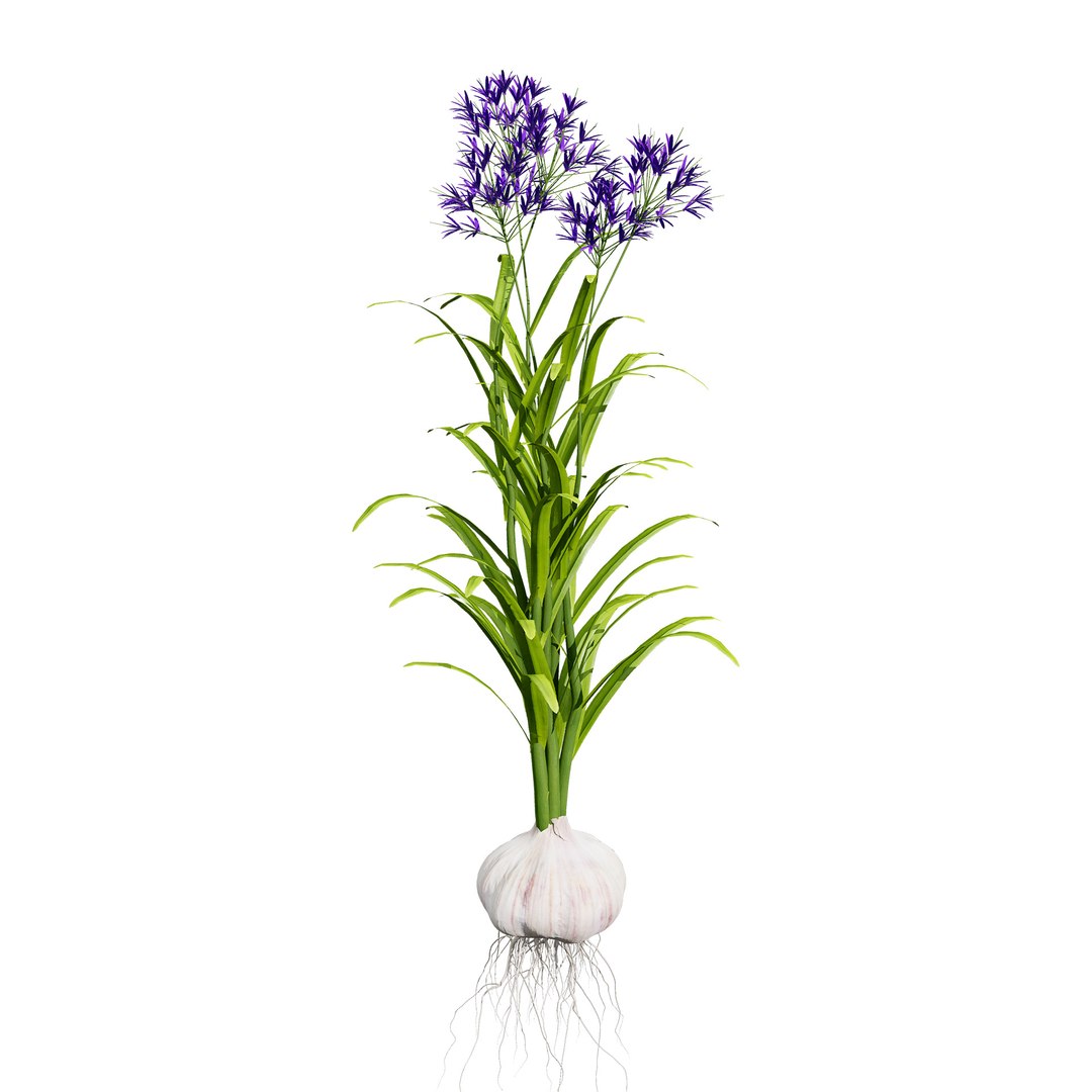 Vegetable Plant 3D Collection model https://p.turbosquid.com/ts-thumb/Fb/Jqvh18/ZP/garlicplantcollection3/jpg/1740608047/1920x1080/fit_q87/f2aac0826f9e3daf23fcdd652ff3ebe53f7efc38/garlicplantcollection3.jpg