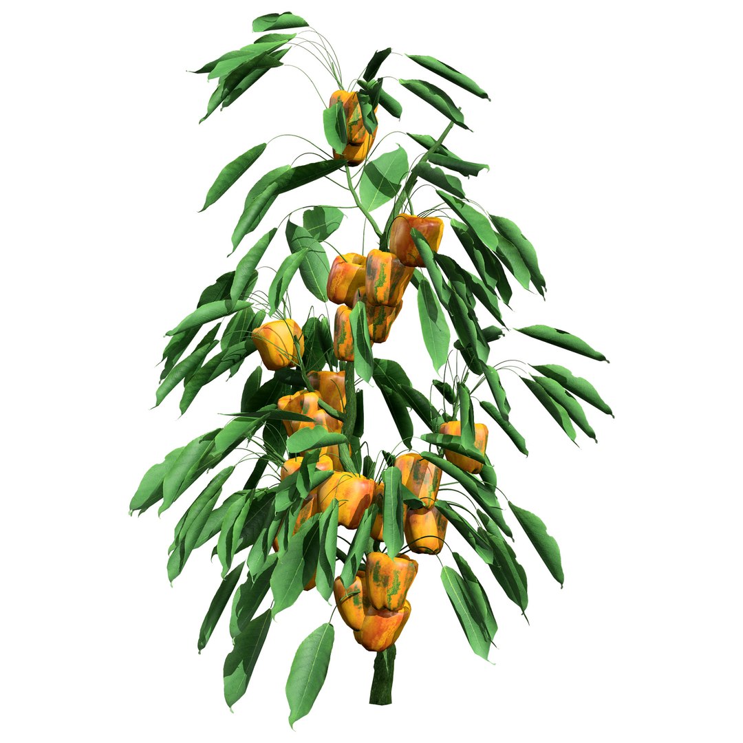 Vegetable Plant 3D Collection model https://p.turbosquid.com/ts-thumb/Fb/Jqvh18/aS/realistic3dcapsicumplant3/jpg/1740608054/1920x1080/fit_q87/ae8d15ffd256f20433ca7f36fd08fc6b6f256693/realistic3dcapsicumplant3.jpg