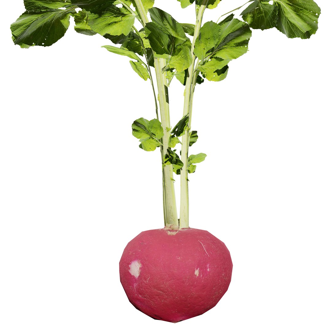 Vegetable Plant 3D Collection model https://p.turbosquid.com/ts-thumb/Fb/Jqvh18/al/radishplantcollection2/jpg/1740608052/1920x1080/fit_q87/504be3dc0ce28d5f0f1442f9e0b953b7aafa6b73/radishplantcollection2.jpg