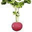 Vegetable Plant 3D Collection
