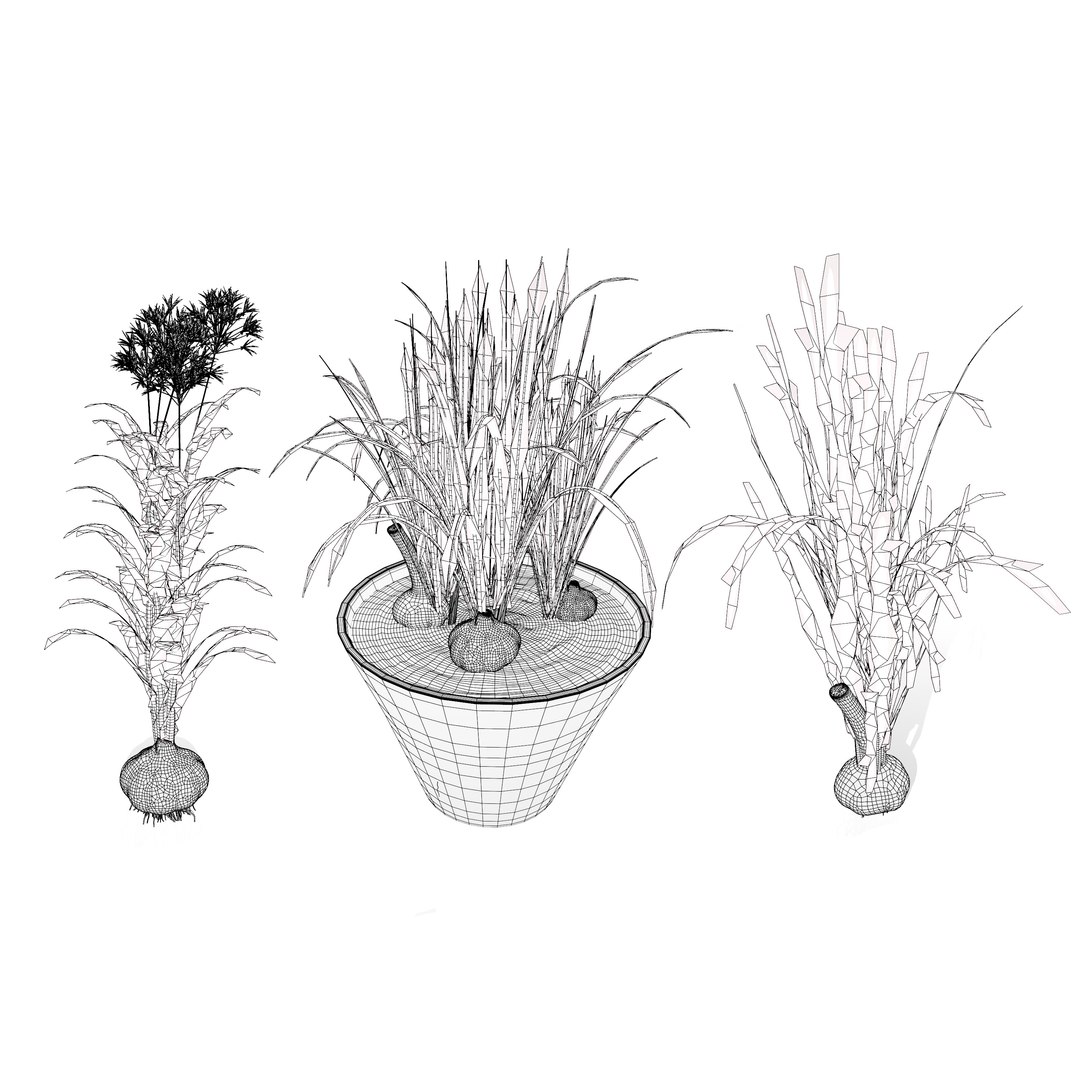 Vegetable Plant 3D Collection model https://p.turbosquid.com/ts-thumb/Fb/Jqvh18/bu/garlicplantcollection1/jpg/1740608176/1920x1080/fit_q87/77d1cc425844a2dcef607c14f276a8730f2d0faf/garlicplantcollection1.jpg
