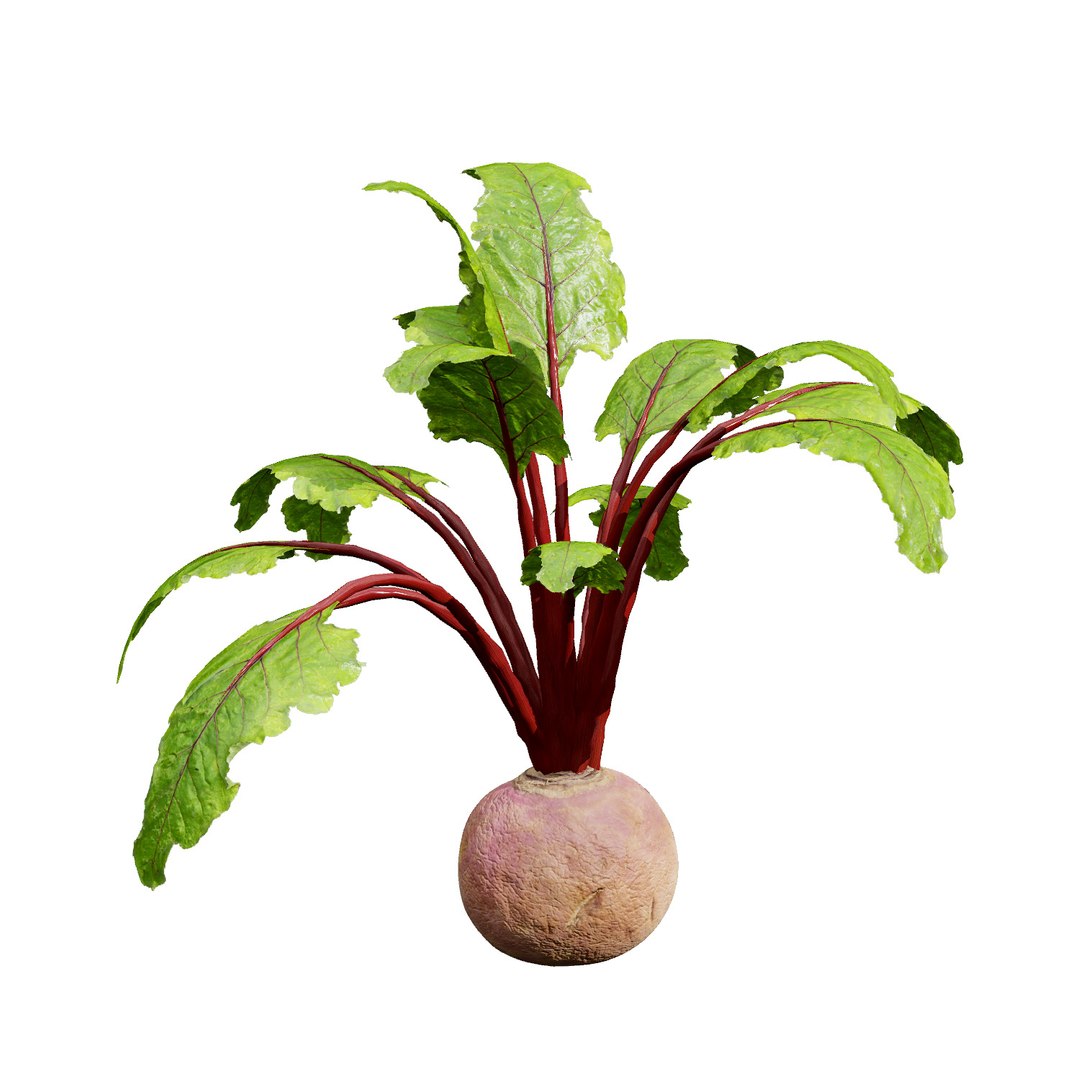 Vegetable Plant 3D Collection model https://p.turbosquid.com/ts-thumb/Fb/Jqvh18/eH/beetplant3dmodel1/jpg/1740608043/1920x1080/fit_q87/eb48eae5e338378697b0980891ca2167c59f1781/beetplant3dmodel1.jpg