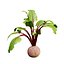 Vegetable Plant 3D Collection