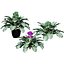 Vegetable Plant 3D Collection