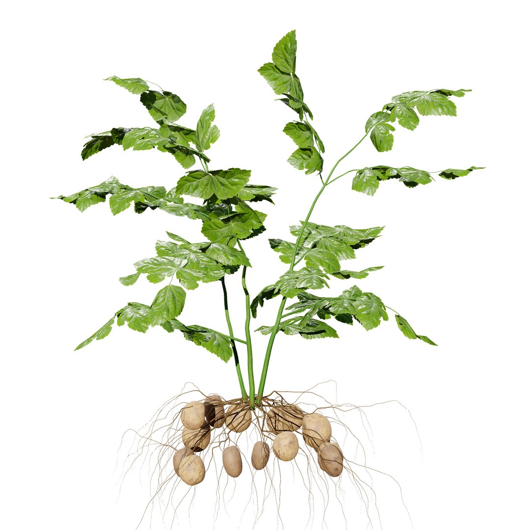 Vegetable Plant 3D Collection model https://p.turbosquid.com/ts-thumb/Fb/Jqvh18/h7/potatoplant3dmodel5/jpg/1740608050/1920x1080/fit_q87/975ba8255594b1ebd468b9fd9f133f5318894f38/potatoplant3dmodel5.jpg