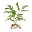 Vegetable Plant 3D Collection