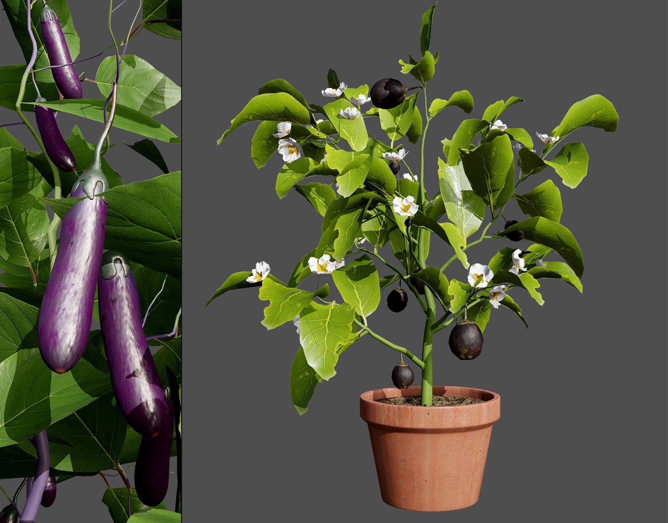 Vegetable Plant 3D Collection model https://p.turbosquid.com/ts-thumb/Fb/Jqvh18/hk/eggplantplant3dmodel1/jpg/1740608045/1920x1080/fit_q87/574c6e59aa2a2dc725dd02860251ab6b6849bdf7/eggplantplant3dmodel1.jpg