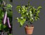 Vegetable Plant 3D Collection