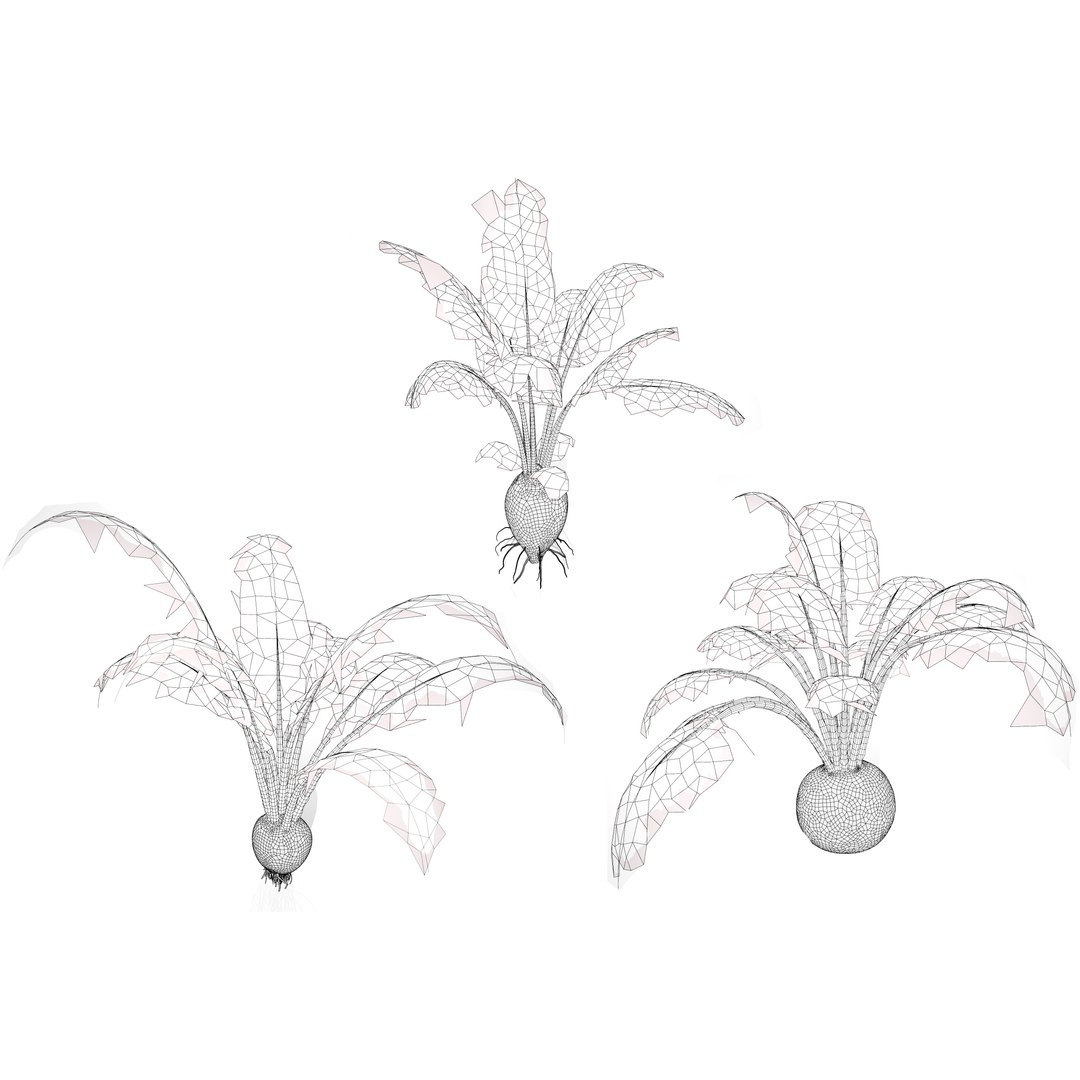 Vegetable Plant 3D Collection model https://p.turbosquid.com/ts-thumb/Fb/Jqvh18/i1/beetplant3dmodel3/jpg/1740608175/1920x1080/fit_q87/7bf8798649531f48a37148a6d7fec7de5192c5cf/beetplant3dmodel3.jpg