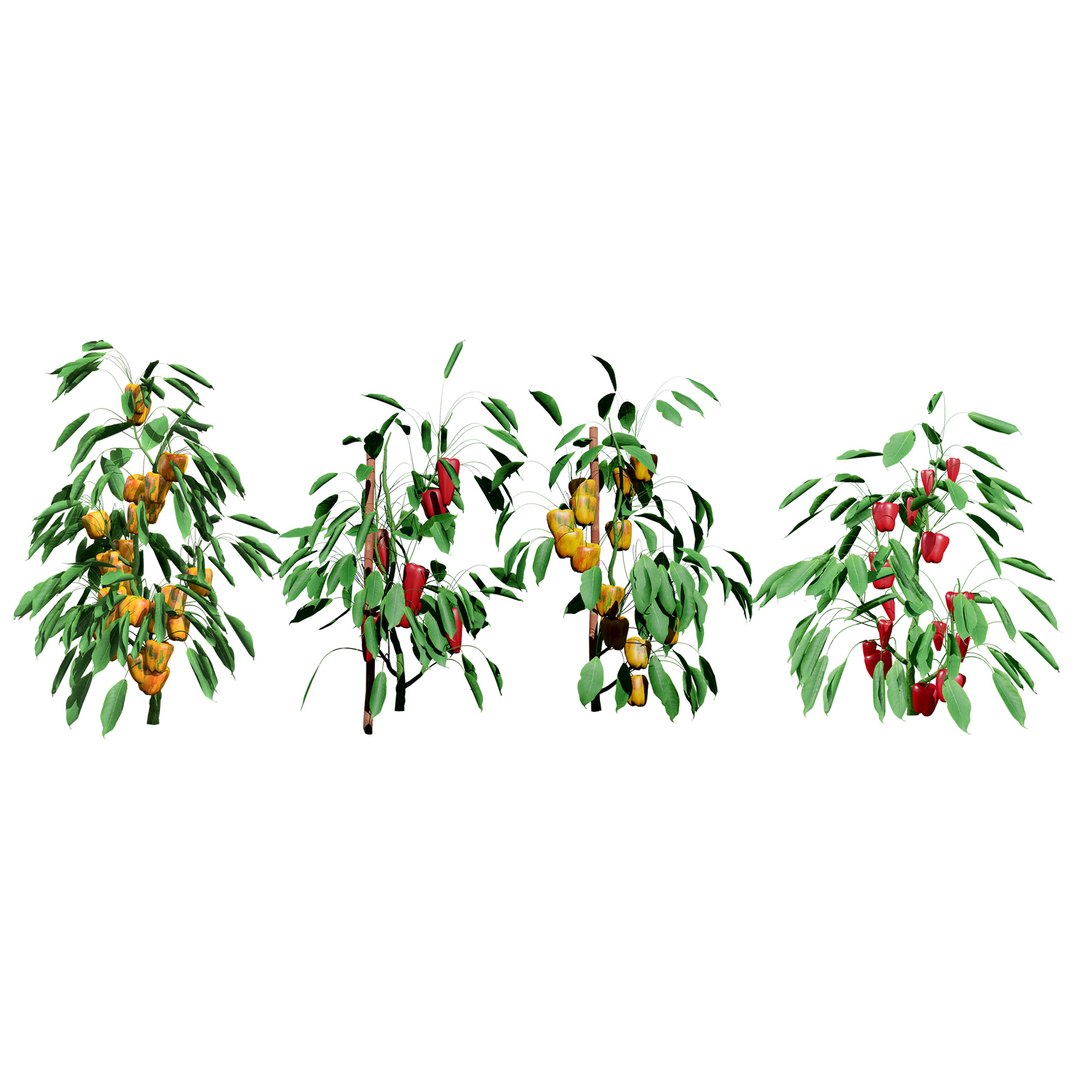 Vegetable Plant 3D Collection model https://p.turbosquid.com/ts-thumb/Fb/Jqvh18/kQ/realistic3dcapsicumplant2/jpg/1740608053/1920x1080/fit_q87/ca6190c1355828478fb4129828784356aec0d8bc/realistic3dcapsicumplant2.jpg
