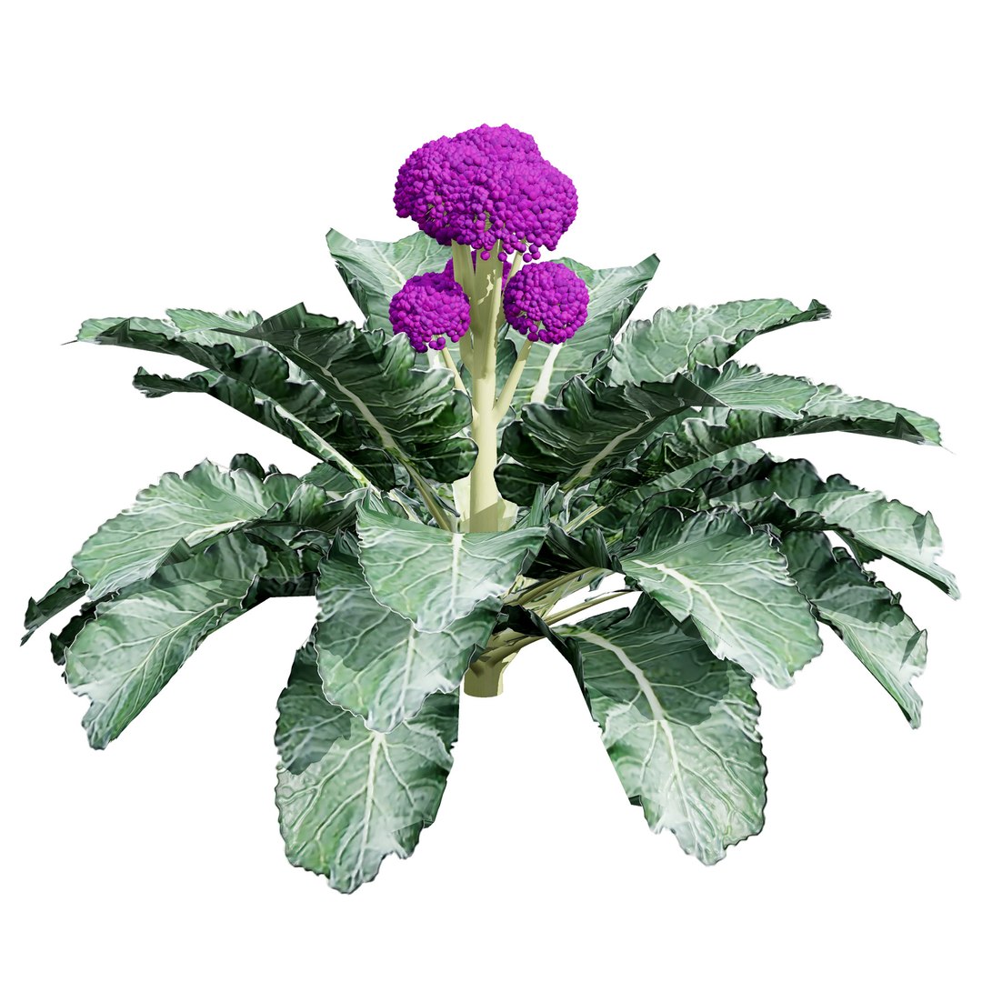 Vegetable Plant 3D Collection model https://p.turbosquid.com/ts-thumb/Fb/Jqvh18/mO/3dbroccoliplants4/jpg/1740608038/1920x1080/fit_q87/1371bc042c5f1b4cf0fd98077bb9ad86de0710af/3dbroccoliplants4.jpg