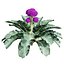 Vegetable Plant 3D Collection