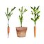 Vegetable Plant 3D Collection