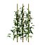 Vegetable Plant 3D Collection