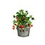 Vegetable Plant 3D Collection