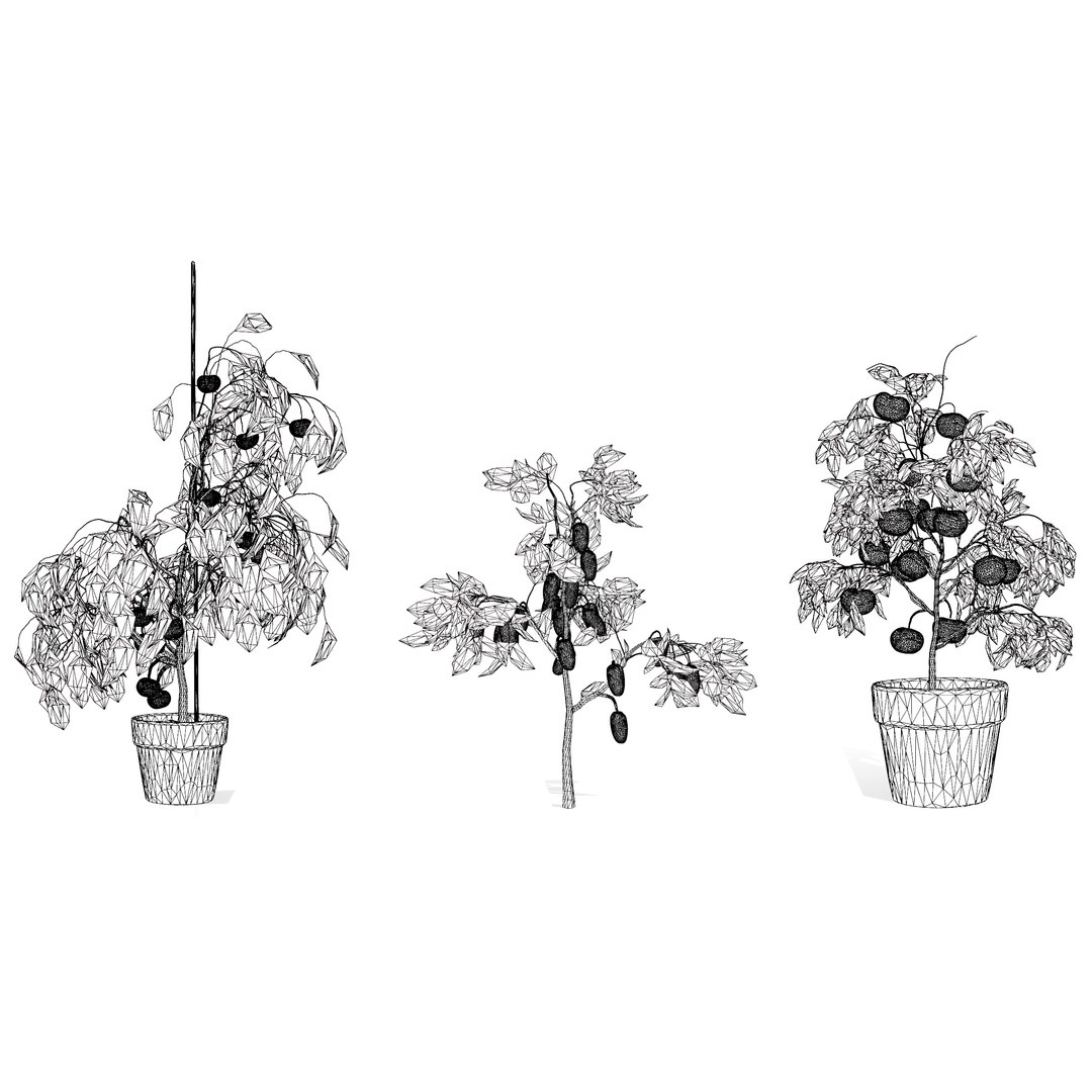 Vegetable Plant 3D Collection model https://p.turbosquid.com/ts-thumb/Fb/Jqvh18/s1/tomatoplant3dmodel6/jpg/1740608178/1920x1080/fit_q87/def0a4dc18575c410d14b3f95608807bd4e610d9/tomatoplant3dmodel6.jpg