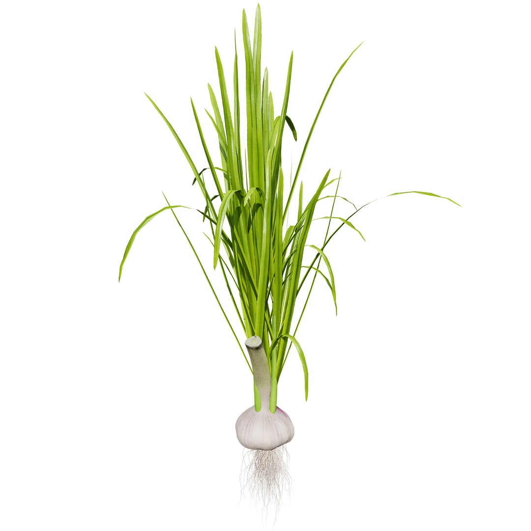 Vegetable Plant 3D Collection model https://p.turbosquid.com/ts-thumb/Fb/Jqvh18/t2/garlicplantcollection4/jpg/1740608047/1920x1080/fit_q87/3d4ff3a3d7521ced0fda4b4990623b056cea30a2/garlicplantcollection4.jpg