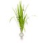 Vegetable Plant 3D Collection