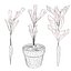 Vegetable Plant 3D Collection