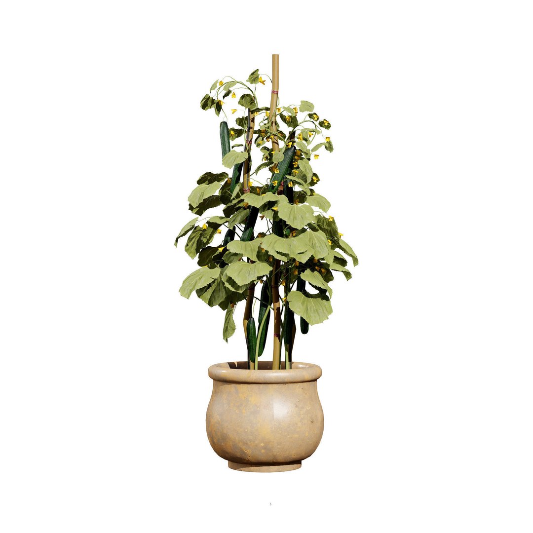 Vegetable Plant 3D Collection model https://p.turbosquid.com/ts-thumb/Fb/Jqvh18/tK/cucumberplantbundle6/jpg/1740608045/1920x1080/fit_q87/5d07339a9e83bfc7750836ed224e33fb70bd4ba6/cucumberplantbundle6.jpg