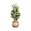 Vegetable Plant 3D Collection