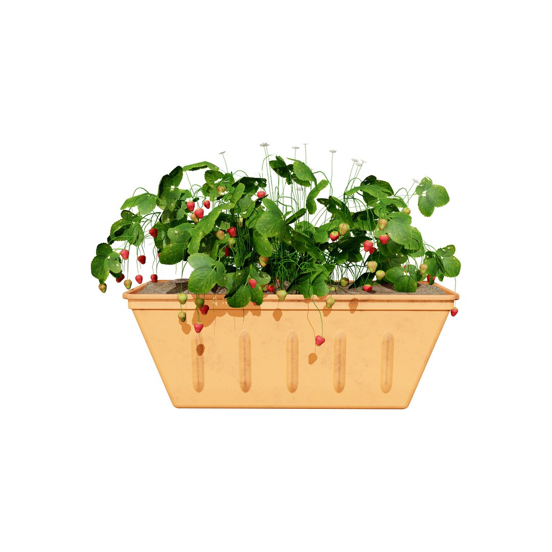 Vegetable Plant 3D Collection model https://p.turbosquid.com/ts-thumb/Fb/Jqvh18/tL/3dstrawberryplantcollection2/jpg/1740608042/1920x1080/fit_q87/56a21abcf9fab94610ae9b701182ab43ea09629e/3dstrawberryplantcollection2.jpg