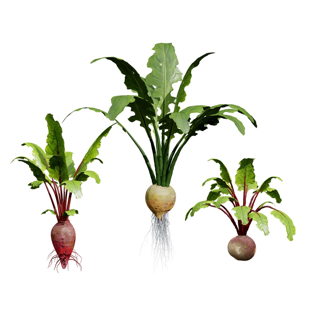 Vegetable Plant 3D Collection model https://p.turbosquid.com/ts-thumb/Fb/Jqvh18/tY/beetplant3dmodel4/jpg/1740608044/1920x1080/fit_q87/49d10efb6f40a75c4362f397f1cc7129bf239ebe/beetplant3dmodel4.jpg
