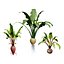 Vegetable Plant 3D Collection