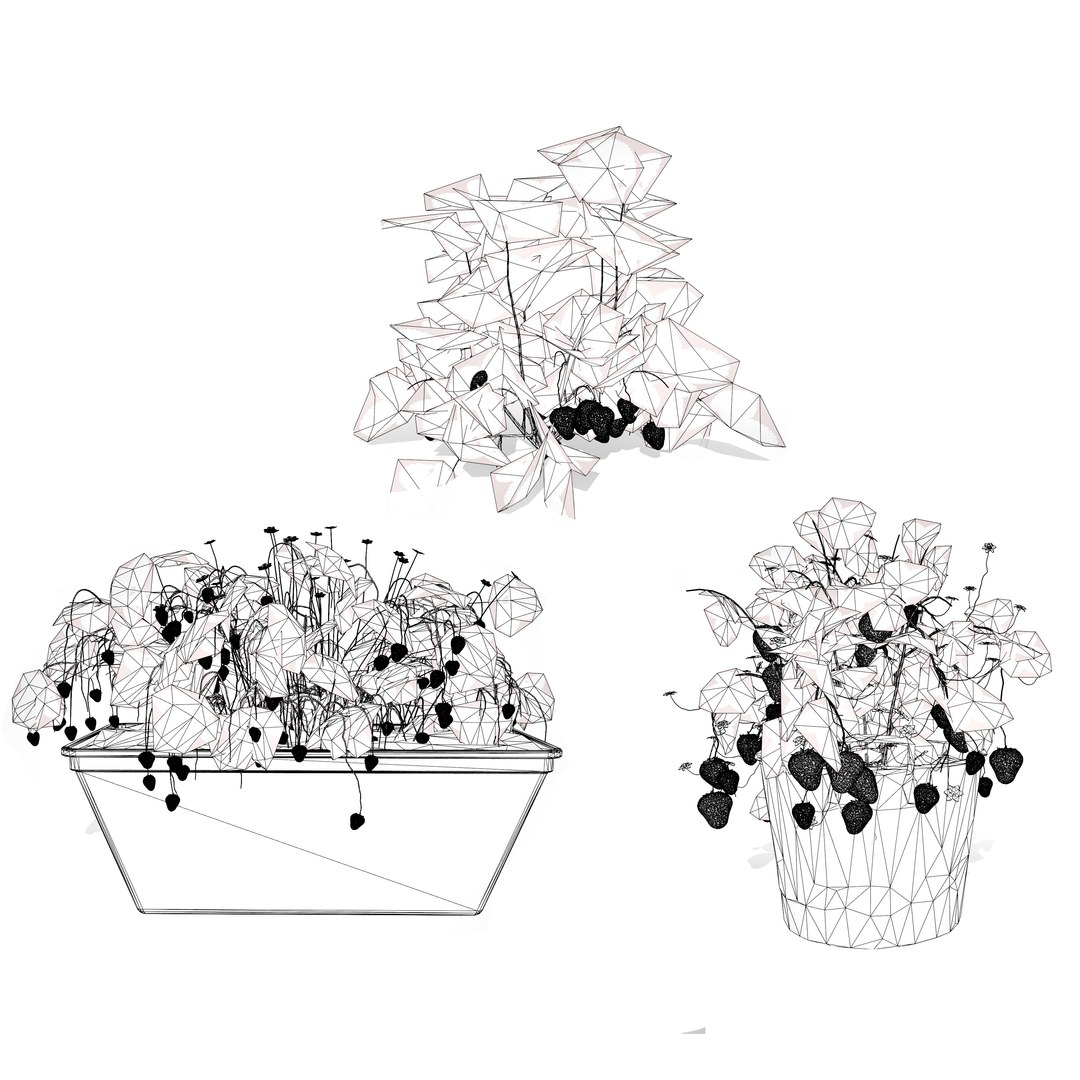 Vegetable Plant 3D Collection model https://p.turbosquid.com/ts-thumb/Fb/Jqvh18/uj/3dstrawberryplantcollection5/jpg/1740608174/1920x1080/fit_q87/6a675ee1b0883a93f82c60f1b9aa3c62149f18b6/3dstrawberryplantcollection5.jpg