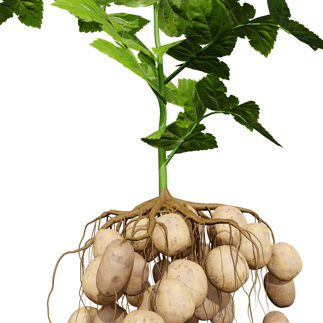 Vegetable Plant 3D Collection model https://p.turbosquid.com/ts-thumb/Fb/Jqvh18/xo/potatoplant3dmodel3/jpg/1740608049/1920x1080/fit_q87/ab6ef9f6db7b226e70d7f785c1061ced0b92dd9a/potatoplant3dmodel3.jpg