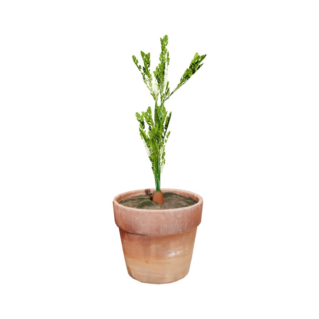 Vegetable Plant 3D Collection model https://p.turbosquid.com/ts-thumb/Fb/Jqvh18/yg/3dcarrotplant6/jpg/1740608040/1920x1080/fit_q87/b1e7b4b086f0fecde83142b6992ad26c3a071770/3dcarrotplant6.jpg
