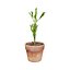 Vegetable Plant 3D Collection