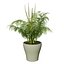 Vegetable Plant 3D Collection