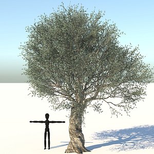 Olive Tree