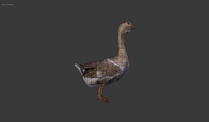 duck