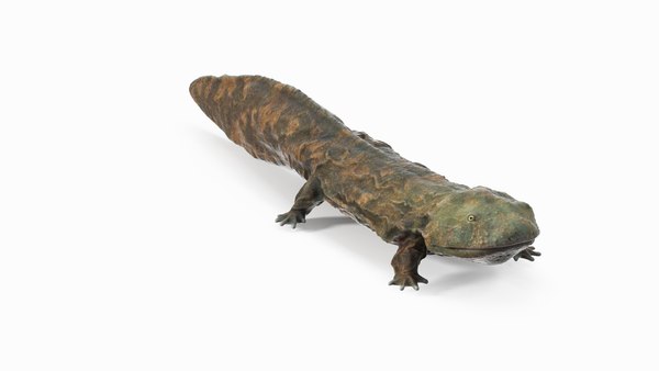 オオサンショウウオ 中国オオサンショウウオ ライトウェット3Dモデル - TurboSquid 2232364