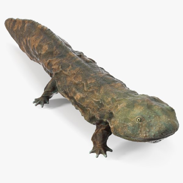 Chinese Giant Salamander Light Wet 3D