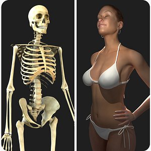 rigged skeleton female combo 3d model