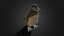 African Penguin Baby Low poly - Animated